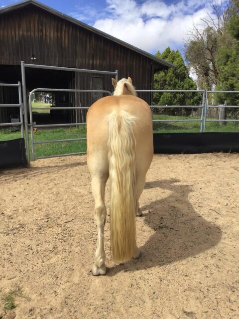 That Haflinger blond business.
.
.
#equinebodywork #equinehealthworks #thehorsesback #haflinger