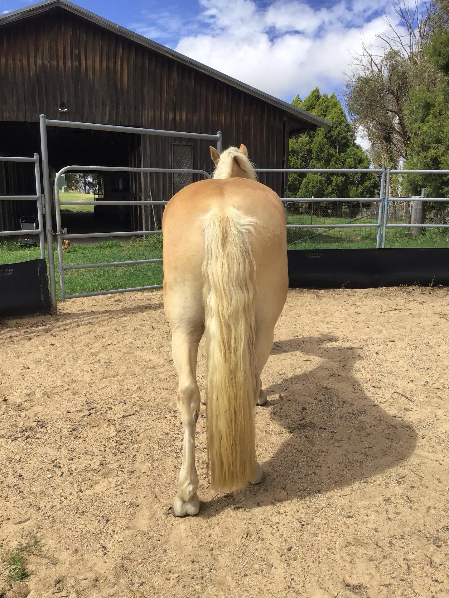 That Haflinger blond business.
.
.
#equinebodywork #equinehealthworks #thehorsesback #haflinger