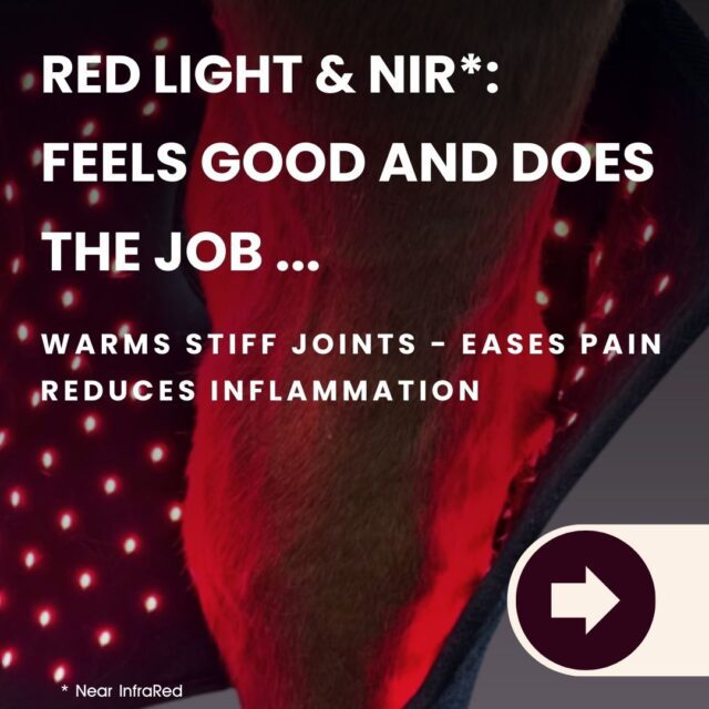 Many horses enjoy the sensation of these red Light and NIR (Near InfraRed) boots and pads.
These can be effective in as little as 15 minute per day. Use while feeding or tacking up.
Select from six different settings to suit warming for pre- and post-work, or non-warming for treatment to reduce pain and inflammation. All pulsing or continuous.
Now available in Thehorsesback .com store - I offer the best Australian prices and great service :-)
"These tendon boots really are 5 star. Very high quality. Easy to fit. Jane provides excellent instructions and detail on using red light. Excellent product excellent customer service and support" - 5-star review, Feb 2026.
#RedLightTherapyhorse #EquineLightTherapy #LightTherapy #NearInfrared #Photobiomodulation #EquineRecovery #HorseHealth #EquineMassage #redlighttherapy #equinetherapy #horseinjuryrecovery #performancehorse #equinerehab #horsejointhealth #EquineTherapyProductsAustralia
#equinehealthworks #thehorsesback