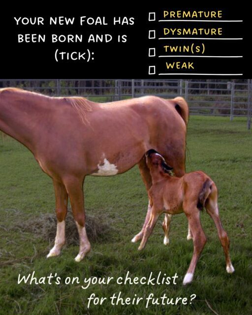 “An important book most breeders hope to never need, but full of well-presented deep knowledge relevant to anyone breeding or rearing horses.” – Dr S. Schmoelzl (BVSc, PhD), Veterinary Research Scientist, Warmblood breeder 🌟 🐎
Your foal is born underdeveloped and weak, possibly premature or dysmature. After a few days they seem fine. But just imagine that for the one or two differences than other foals that you've noticed, there are others that you haven’t. That may be because they're emerging or 'silent' conditions, that will only become apparent as your foal matures.
Issues at maturity can be the legacy of gestational immaturity. ₊˚ 🌱 ₊˚✧ ゚.
In this eBook, I bring together my PhD research with professional observations on development in older horses. Where it has brought me to is this: the first chapter is written, but how the rest of the story plays out is partly up to us.
🗝🕰📜🎞🖋️
There doesn't have to be a gap in our knowledge, but that's what I'm seeing evidence of as I near my 20th year of working with horses. 🐴
It's not anyone's fault - researching foals into adulthood is hard and, given the number of homes many horses go through, sometimes impossible with these issues. That's why I've written this text to help make sense of your existing knowledge and observations, bringing it all together with suggestions for some simple management approaches.
If you’re breeding foals, can you afford not to know about these things?
• Effect on conformation
• Effect on bone and joint health
• Effect on behaviour
• Effect on learning abilities
''Managing the Miracle Foal'' by Dr Jane Clothier is available now on Amazon, Apple Books and your regular digital book stores. Just search Miracle Foal and you'll find it!
#foals
#foalsofinstagram
#horsebreeding
#2026Foals
#equinejournalist
