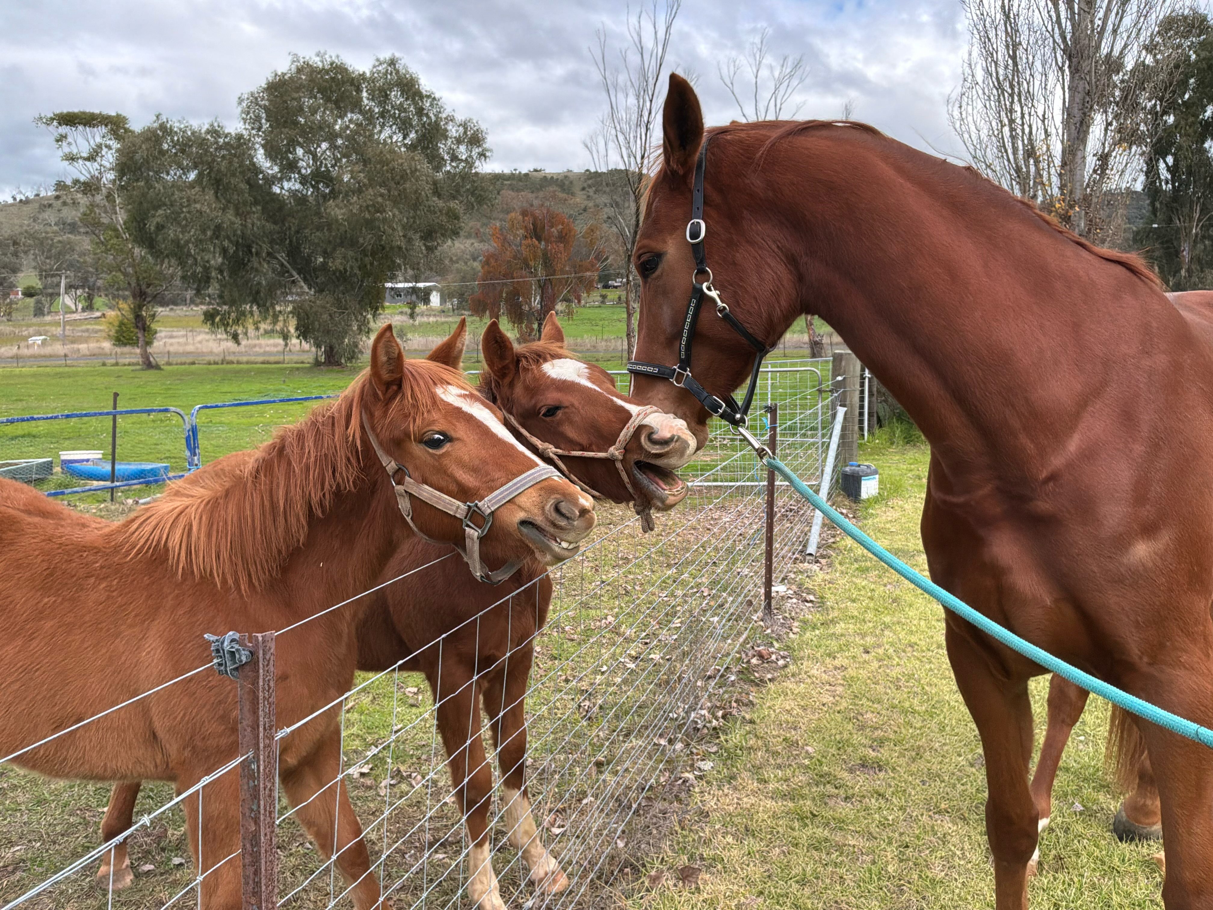 Oh my word! Just occasionally, I’m in the right place to take a photo… two QH babies making friends with a beautiful WB gelding 🥰 The foals' submissive mouthing went into overdrive faced with this big guy.
