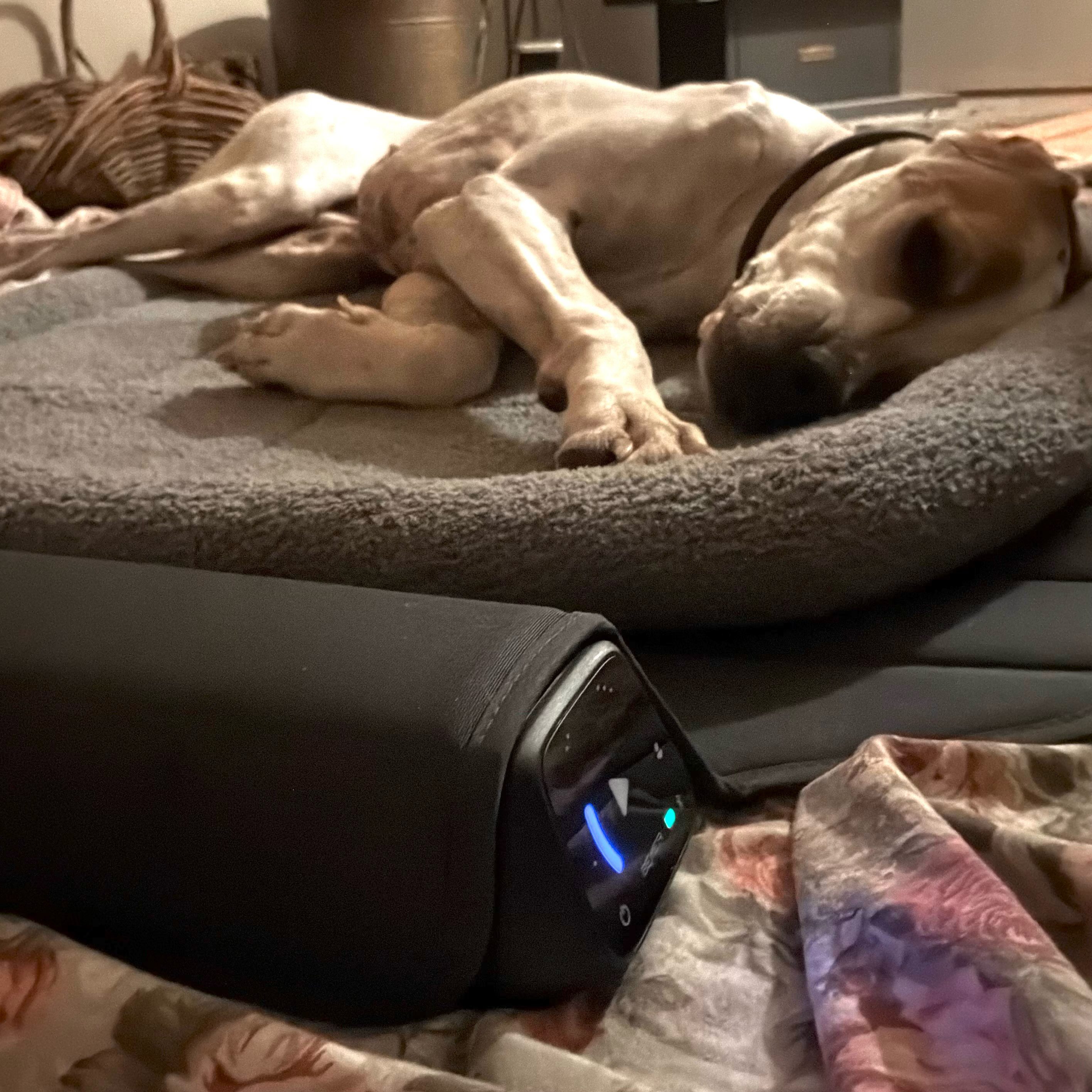 Reba testing out the new BEMER Dog Line. Eight minutes of wriggling, squirming joy 🙂⭐️🐾
We’re using her own bed on top of the pad.
#bemerdog #bemerdogline