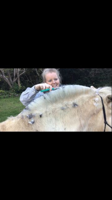 Quick trim for a fidgety Fjord filly…. so satisfying to watch!
.