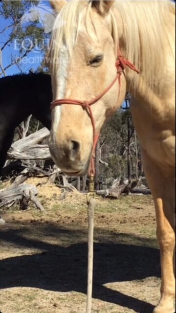 Beautiful bodywork feels

#equinehealthworks #thehorsesback #equinebodywork #equinetherapy #equinetherapist