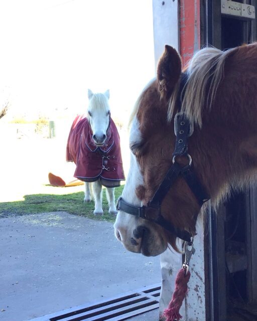 I often look up during a session with a horse or pony, and find that someone else has joined us. In this case it’s a very veteran driving pony who I’ve worked with before. He left his grazing to come close and tune in. It has always amazed me how connected horses are in their herds, so evident when they participate in the recuperative energy of our sessions. 

#equinebodywork #equinetherapy #equinetherapist #thehorsesback #equinehealthworks