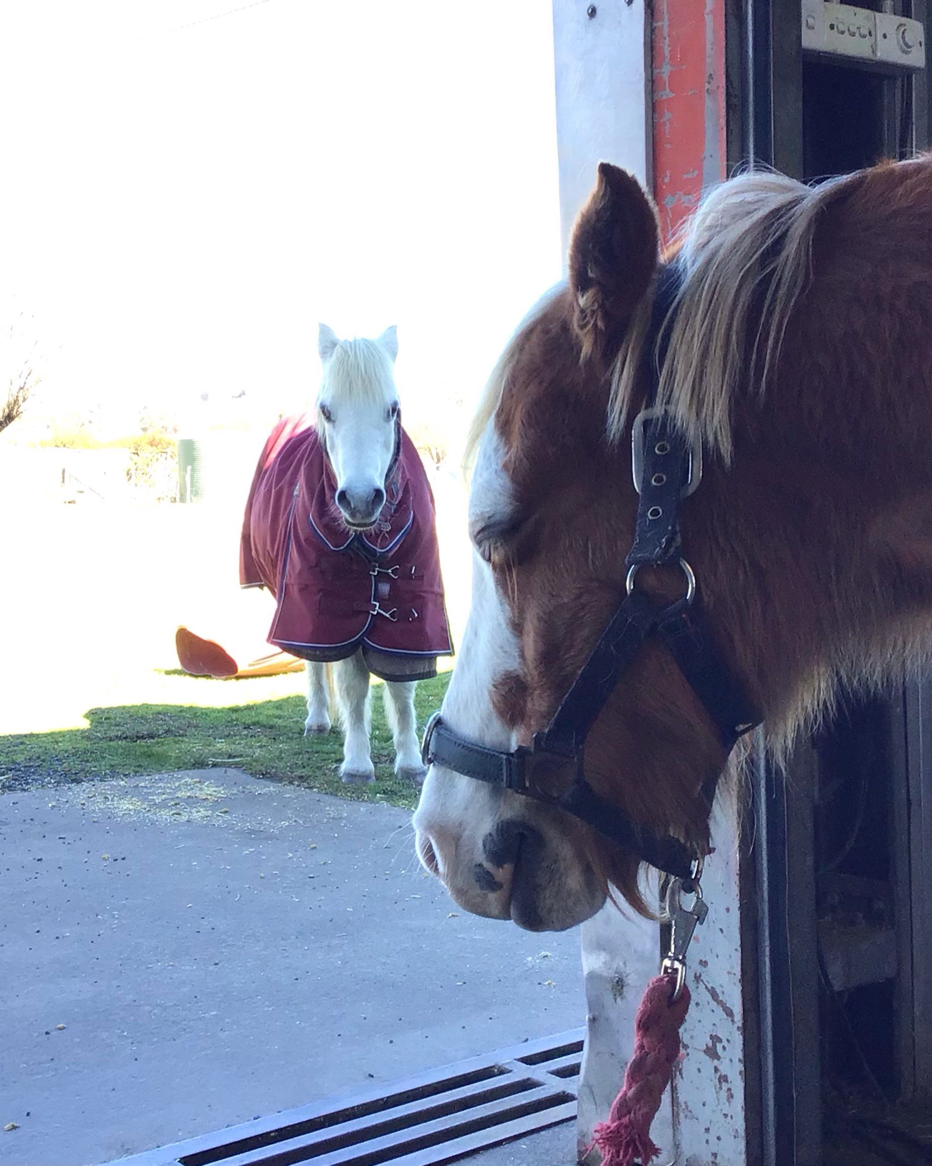 I often look up during a session with a horse or pony, and find that someone else has joined us. In this case it’s a very veteran driving pony who I’ve worked with before. He left his grazing to come close and tune in. It has always amazed me how connected horses are in their herds, so evident when they participate in the recuperative energy of our sessions. 

#equinebodywork #equinetherapy #equinetherapist #thehorsesback #equinehealthworks