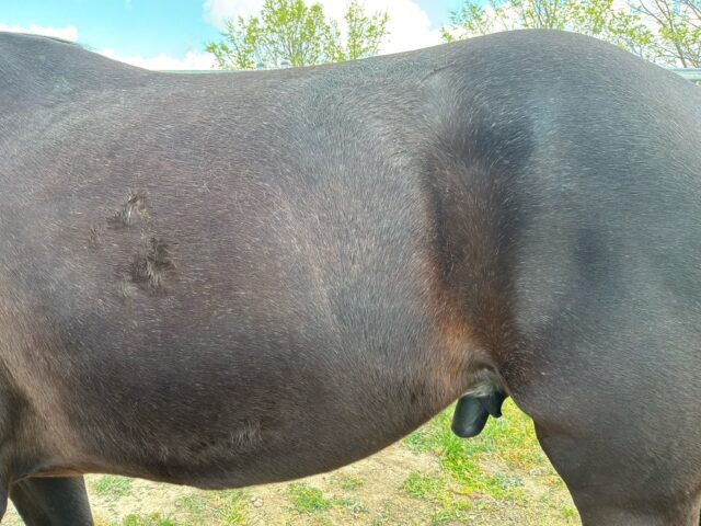 Very strong candidate for a transitional vertebrae (T18) on left side. Australian Stock Horse x TB gelding.