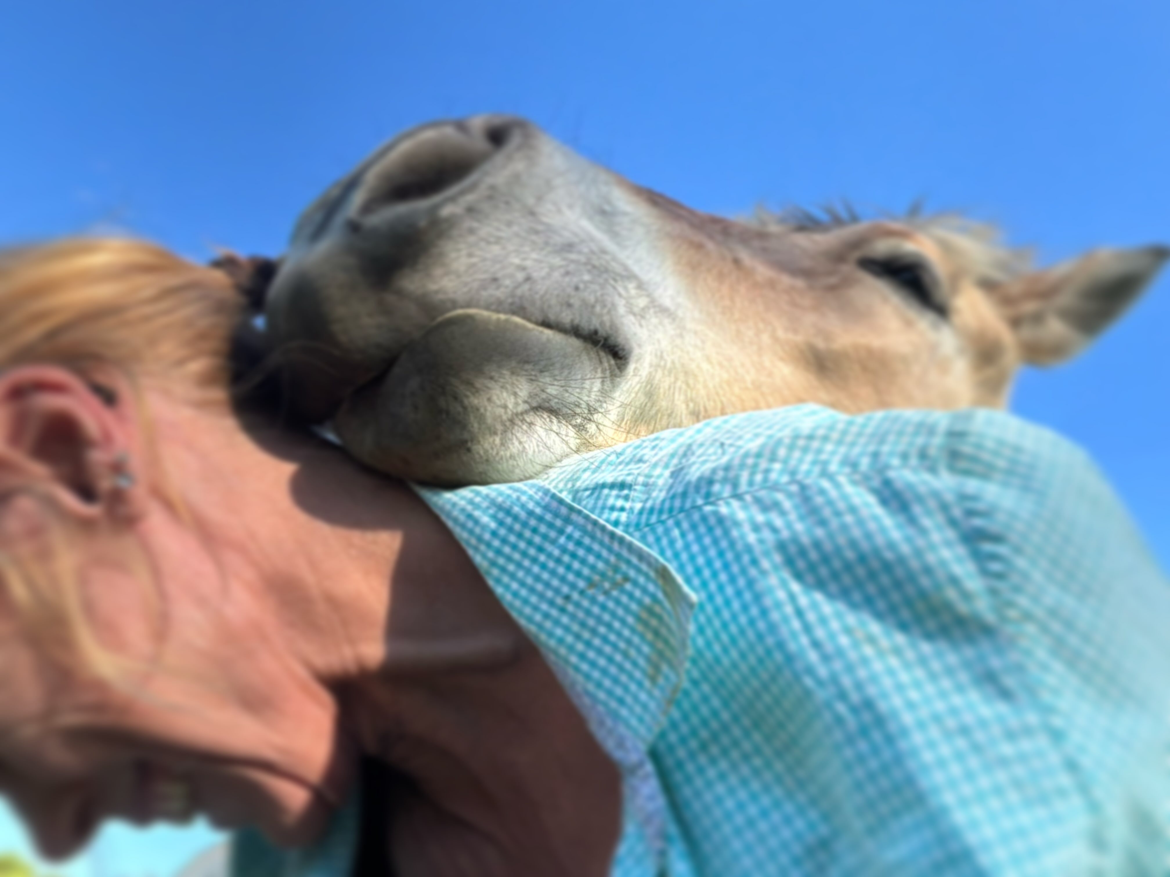 When a 2 year old Fjord filly decides she is going to use you as a headrest, you’d better get used to being a headrest…

#fjordhorse #fjordhorsesofinstagram #thehorsesback #equinehealthworks #equinetherapy