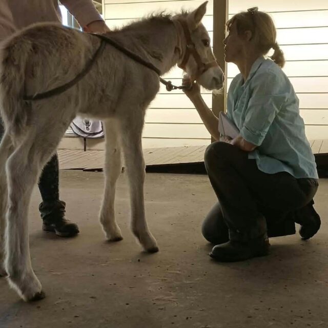 Having a quick chat with a 4 day old Fjord filly about the hoof trim she's already had to help provide a very early foundation for straight legs - she needs a little help in this department. This was her first time out of the foaling area, hence her rather suspicious expression! That didn't last long, I can tell you 😊
#fjordhorses #fjordaustralia #fjordhorse #thehorsesback #foalsnsw