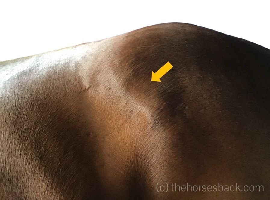 Equine Healthworks