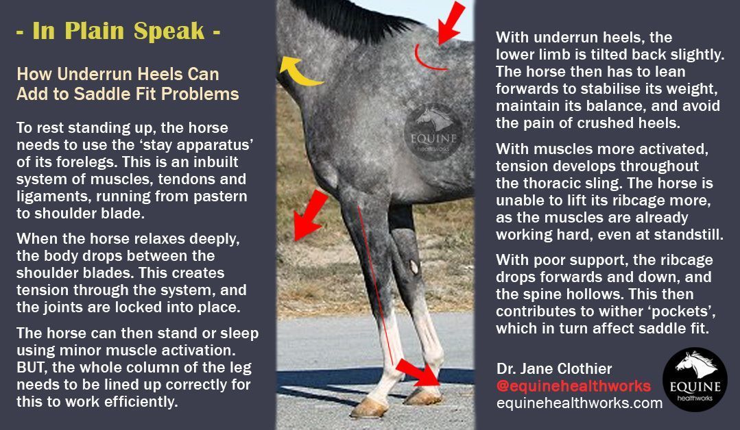 Equine Healthworks