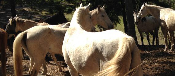 Equine Healthworks